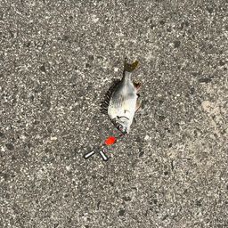 キビレ