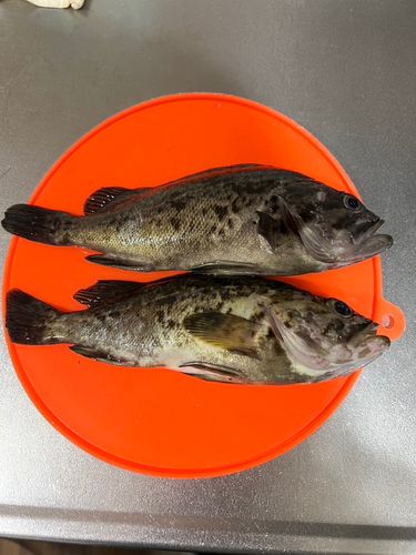 クロソイの釣果