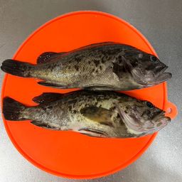 クロソイ