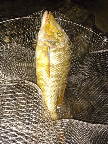 ハマフエフキの釣果