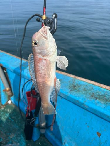 ハスの釣果