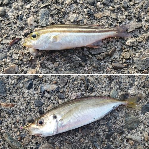 イサキの釣果