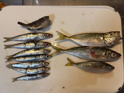 アジの釣果