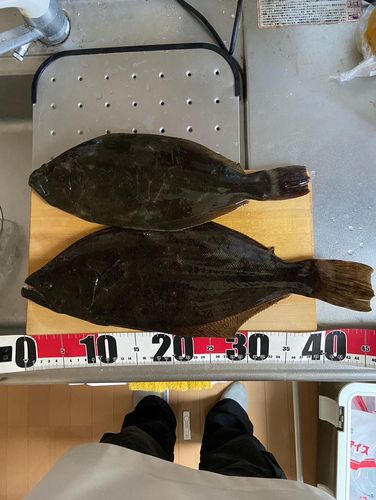 ヒラメの釣果