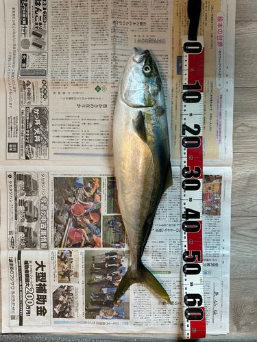ワラサの釣果