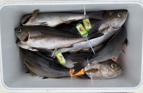 イサキの釣果