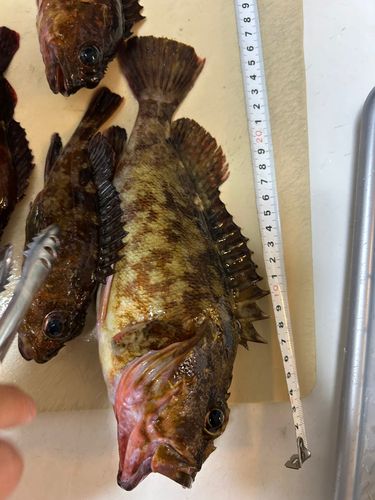 カサゴの釣果