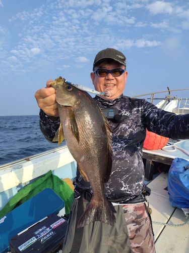 イサキの釣果