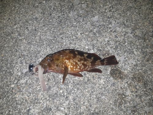 カサゴの釣果