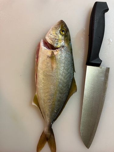 ショゴの釣果