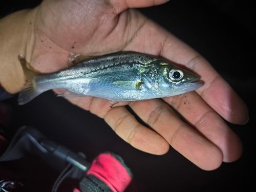 セイゴ（マルスズキ）の釣果