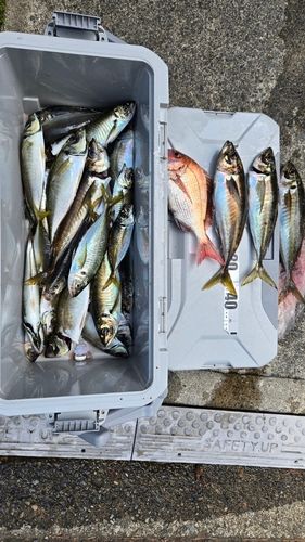 シマアジの釣果