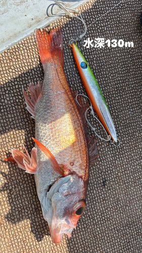 アカムツの釣果