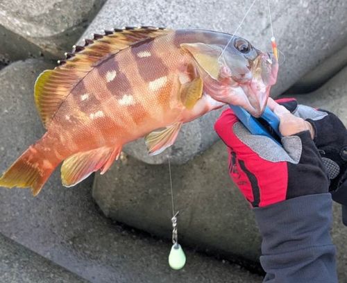アカハタの釣果