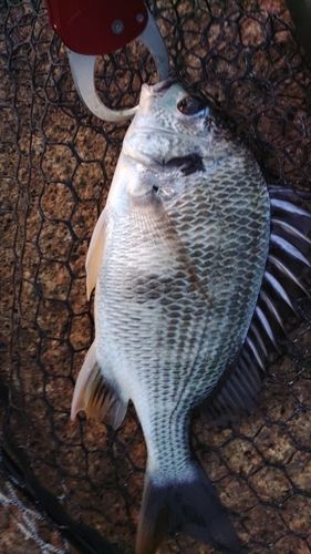 キビレの釣果