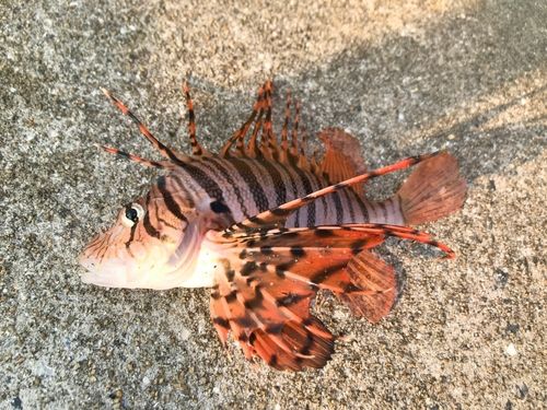 ミノカサゴの釣果