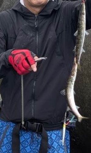 カマスの釣果