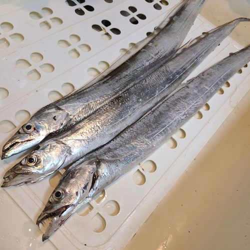 タチウオの釣果