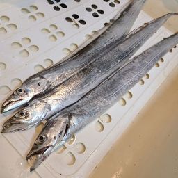 タチウオ