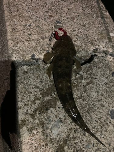 マゴチの釣果