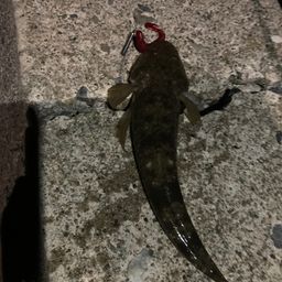 マゴチ