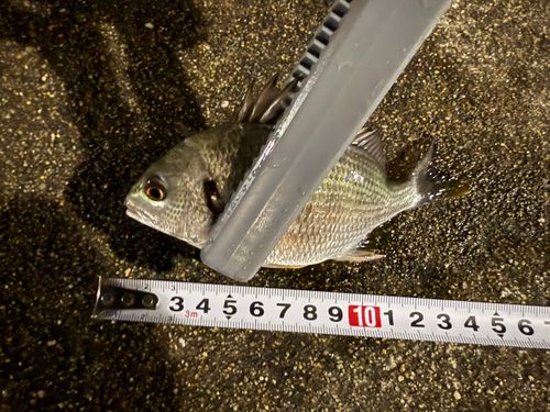 キビレの釣果