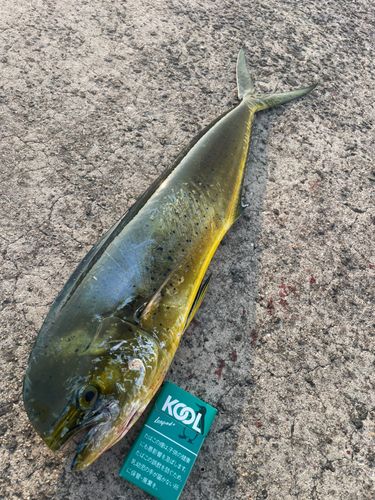 シイラの釣果