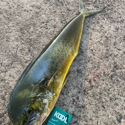 シイラ
