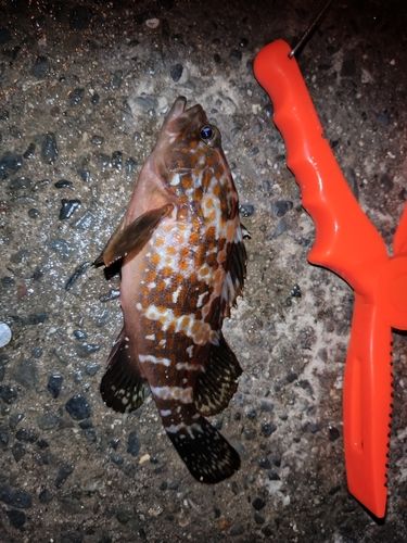 キジハタの釣果