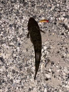 コチの釣果