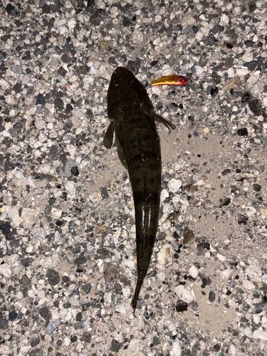 コチの釣果