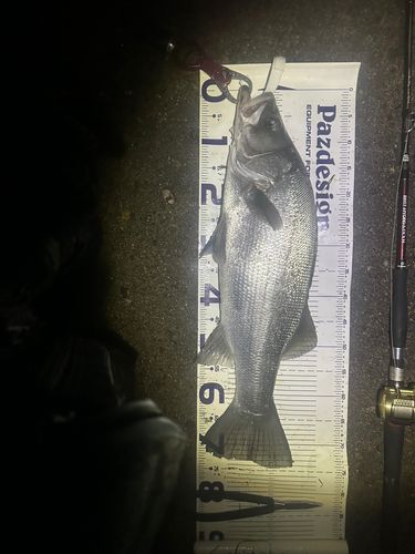 ヒラスズキの釣果