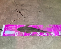 マゴチの釣果