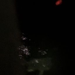 クロダイ