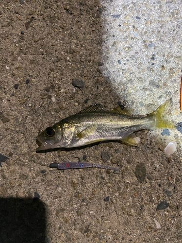 セイゴ（ヒラスズキ）の釣果