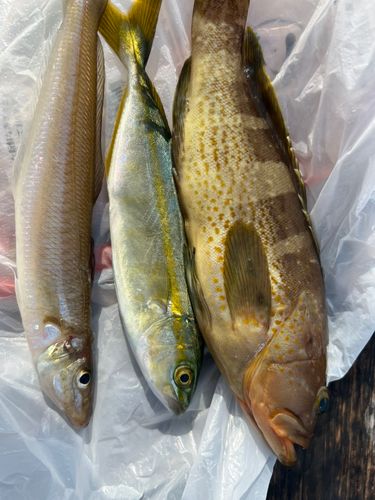 アオハタの釣果