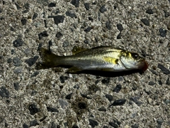 セイゴ（ヒラスズキ）の釣果