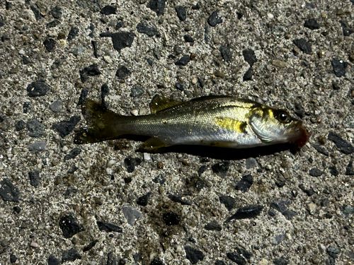セイゴ（ヒラスズキ）の釣果