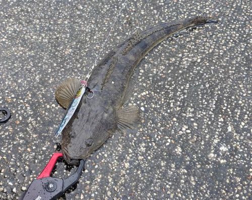 マゴチの釣果