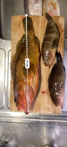 キジハタの釣果