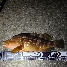 アコウ