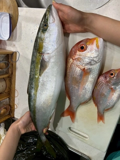 ハマチの釣果