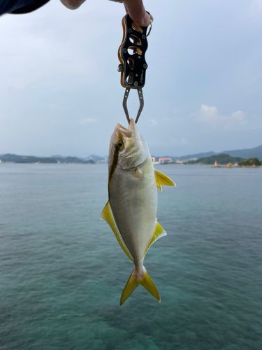 ヤズの釣果