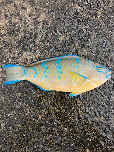 ヒブダイの釣果