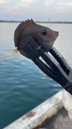 サンノジの釣果