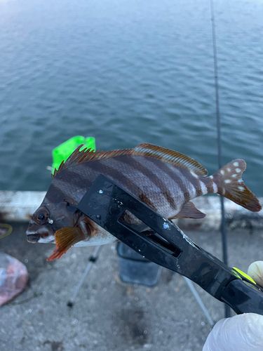 タカノハダイの釣果