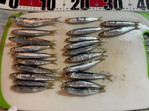 ウルメイワシの釣果