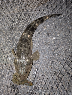マゴチの釣果