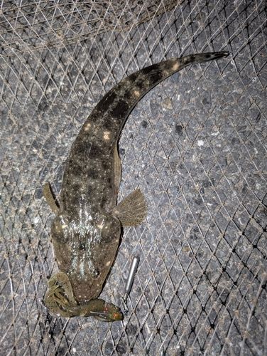 マゴチの釣果