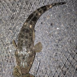 マゴチ